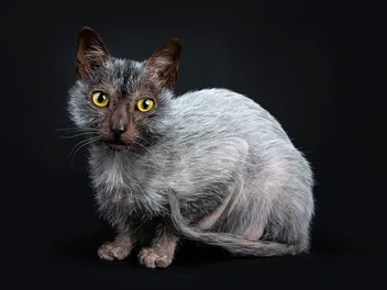 Lykoi Cat Breed (Wolf Cat): Pictures, Info, Care Guide & More