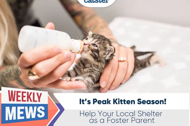 It’s Peak Kitten Season: Help Your Local Shelter as a Foster Parent