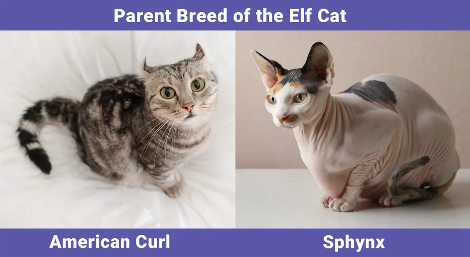 Parent Breed of the Elf Cat