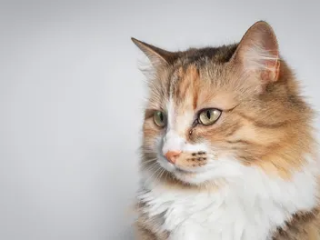 Feline Herpes – Causes, Signs & Care (Vet-Approved Explanation)