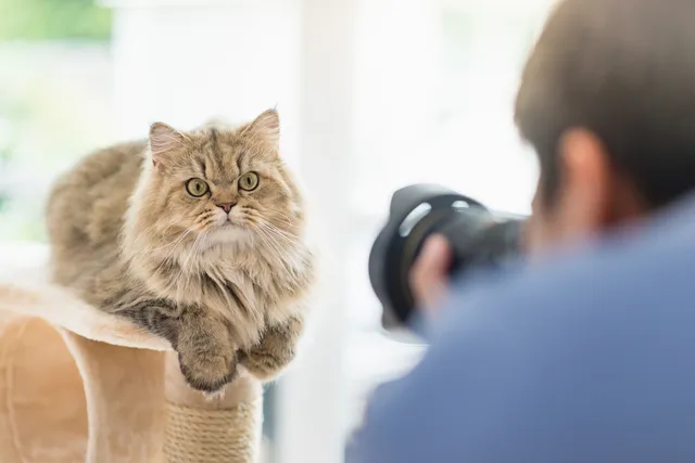 2024 & 2026 Cat Photo Contest Winners