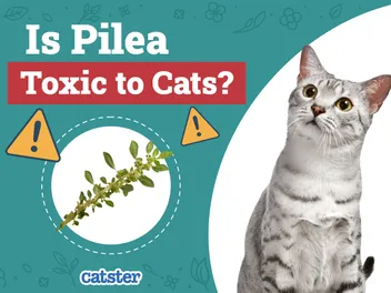 Is Pilea Toxic to Cats? Vet-Reviewed Houseplants Examined