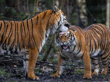 Emotional Support Tigers? Give Me a Break!
