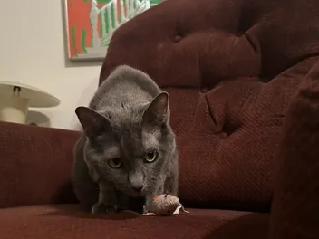 How Does My Cat React When I Return From a Trip? Olga’s Hostility