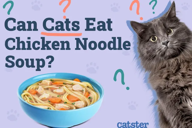 Can Cats Eat Chicken Noodle Soup? Vet-Reviewed Facts & Risks