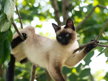 Why Cats Love To Get High