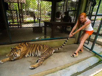 72 Dead - Another Nail in the Coffin of Tiger Tourism