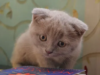 When Will My Kitten Start to Purr? The Origin Story