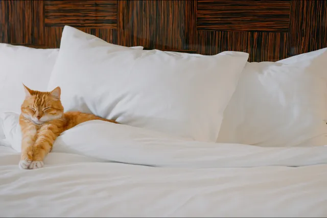 10 Pet-Friendly Hotels in Big Bear Lake, CA (2026 Update)