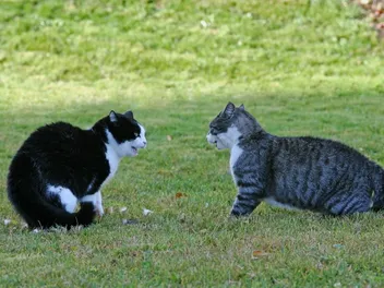 Are My Cats Playing or Fighting? 6 Vet-Reviewed Ways to Tell the Difference