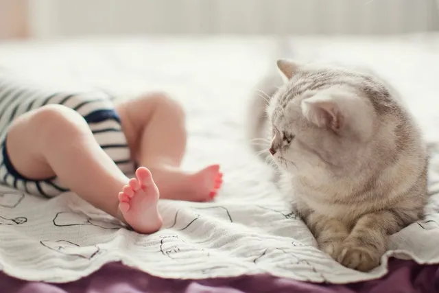6 Myths About Cats & Babies: Interesting Facts to Learn