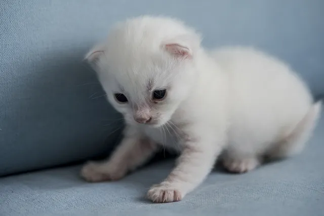Will My Kitten Be Short or Longhaired? Genetics & Physical Traits Explained