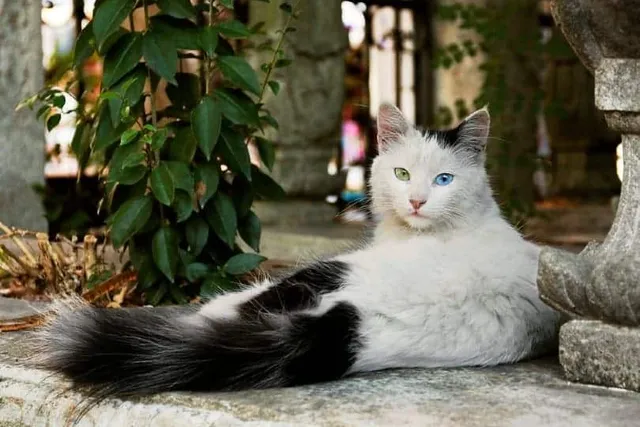 What & Where Is the Odd Cat Sanctuary? Facts & FAQ