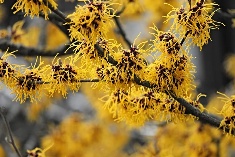 witch-hazel