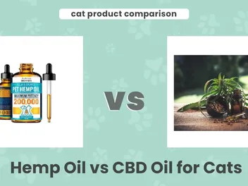Hemp Oil vs CBD Oil for Cats: Is There a Difference? Our 2026 Vet-Reviewed Comparison