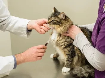Cat Blood Test Results Explained - What Should I Look For?