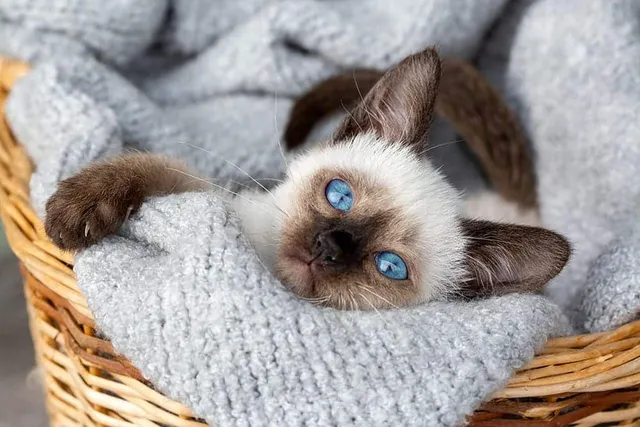 Siamese Kittens for Sale in Washington: Breeders List 2026