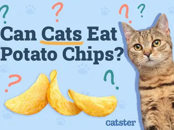 Can Cats Eat Potato Chips? Vet-Verified Nutrition & Health Advice