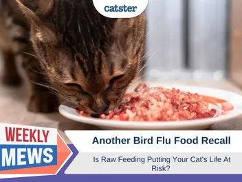 Another Bird Flu Food Recall – Is Raw Feeding Putting Your Cat's Life At Risk?