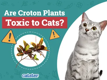 Are Croton Plants Toxic to Cats? Our Vet-Approved Advice