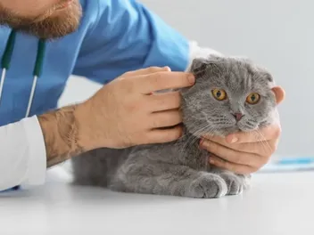 Can Cats Get Ringworm? Vet-Approved Facts & FAQ