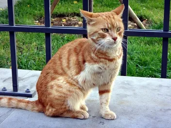 How to Care For a Three-Legged Cat: Expert Tips & Advice