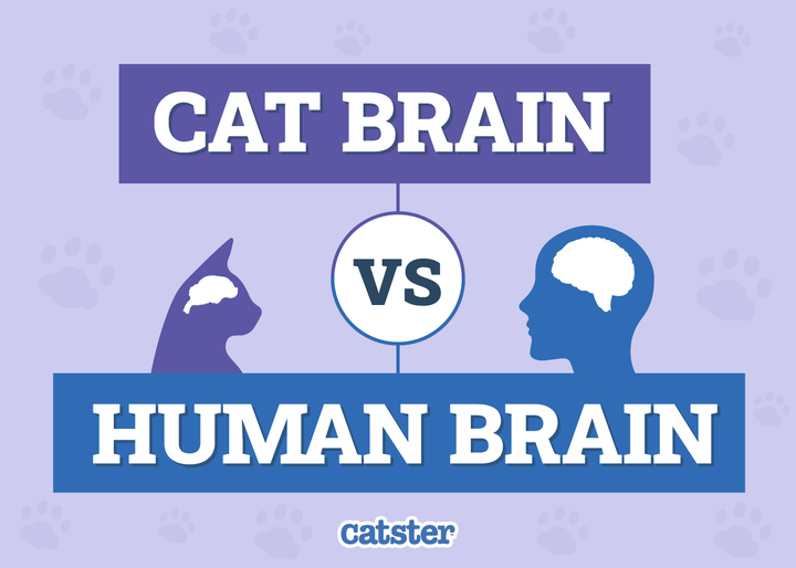 cat brain vs human brain featured image