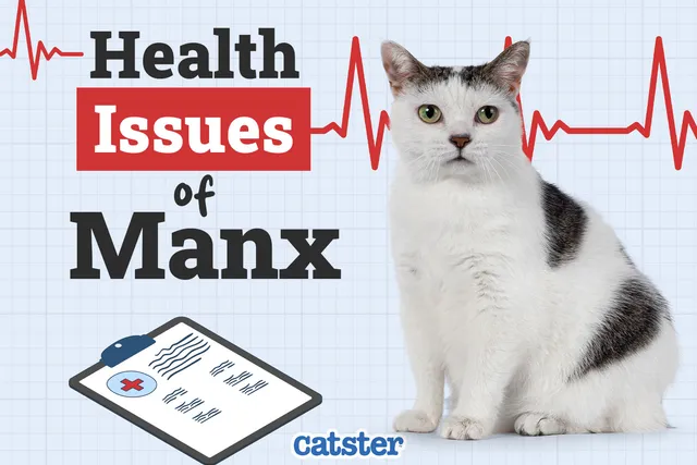 Manx Cat Health Problems: 8 Vet-Reviewed Issues