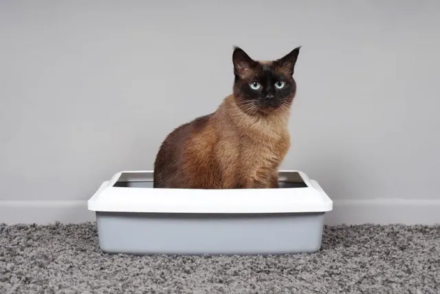 How Often Should a Cat Poop? Vet-Reviewed Facts to Know