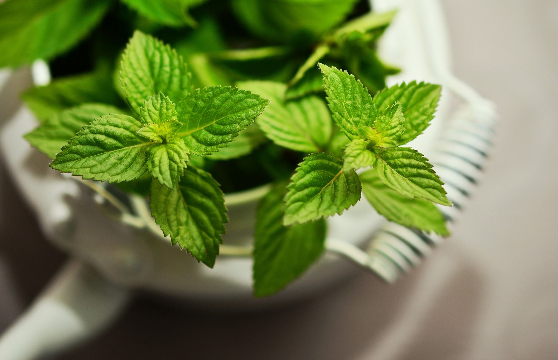 Close up to Mint leaves in a pot