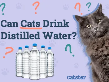 Can Cats Drink Distilled Water? Vet-Reviewed Facts & FAQs