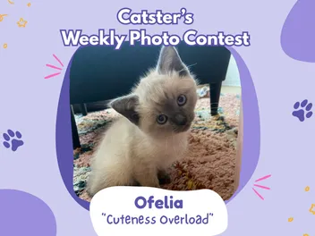Catster’s Weekly Photo Contest Winners: Cuteness Overload (March 26, 2026)
