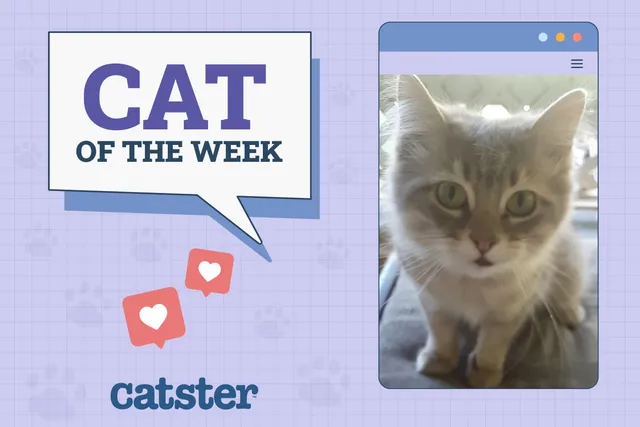 Catster Photo Contest: Cats of the Week Winners (October 25, 2024)