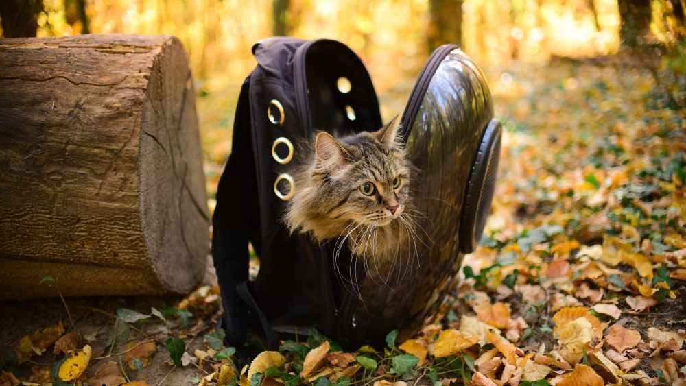 A Siberian cat peeking out of a cat backpack