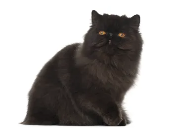 Black Persian Cat: Info, Pictures, Facts & History