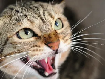 The Silent Health Problem Vets Say Most Cat Owners Never See Coming