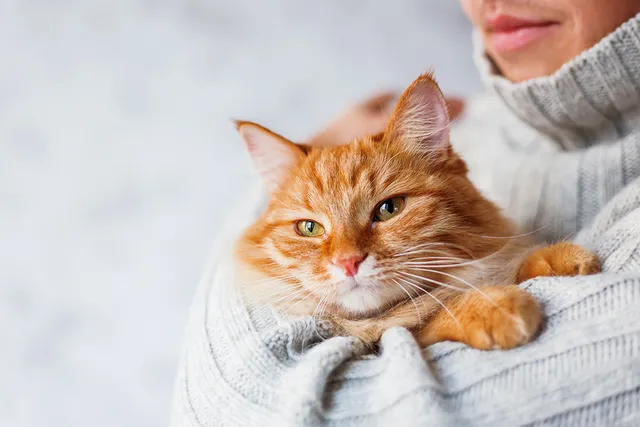 8 Ways People Are Like Cats: Genetics, Traits & More