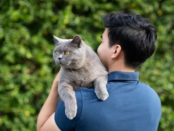 12 Reasons to Love Cats: Interesting Facts You Need to Know