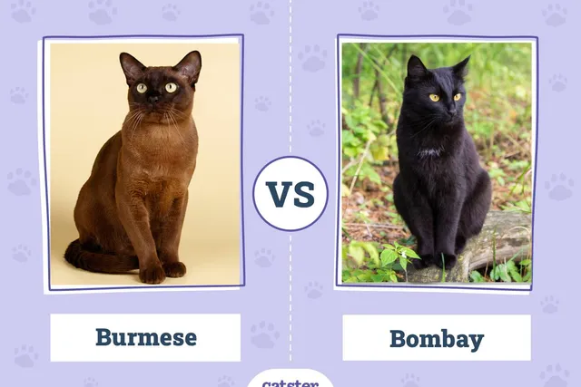 Burmese vs. Bombay Cat: The Differences (With Pictures)