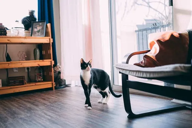 11 Free DIY Cat Room Ideas You Can Make Today (With Pictures)