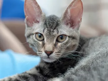 Is It Okay to Trim My Cat's Curly Whiskers? Vet-Reviewed Facts & FAQ