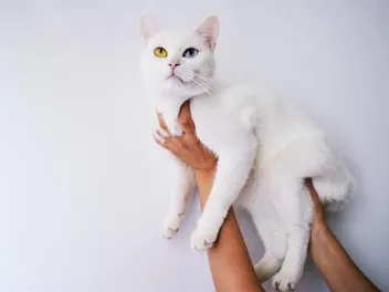 What Causes Abnormal Eye Color in Cats? 3 Vet-Reviewed Factors