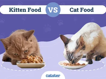 Kitten Food vs Cat Food: What's the Difference? Vet-Reviewed Facts