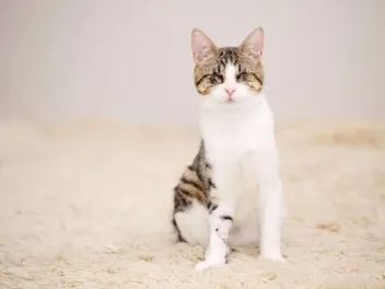Sudden Blindness in Cats: 4 Vet Approved Possible Causes and What to Do