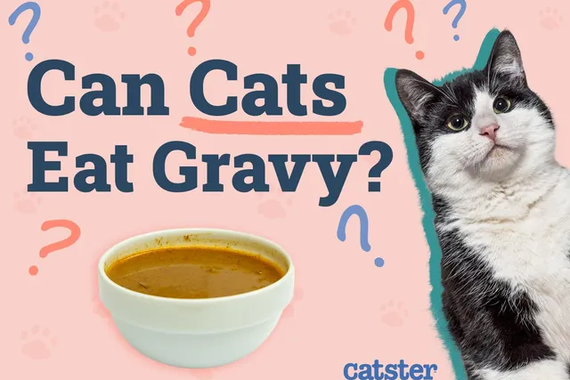 Can Cats Eat Gravy? Nutritional Facts & FAQ