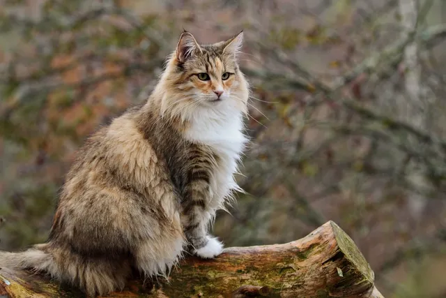 60 Norwegian Forest Cat Colors & Patterns (With Info & Pictures)