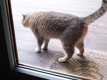 Why Is My Cat Peeing in Weird Places? 9 Vet-Reviewed Reasons