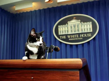 History of Cats in the White House: A Look Over the Last Centuries