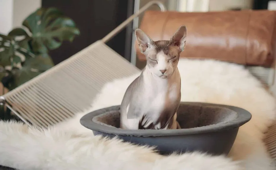 sleepy hairless sphynx cat in hepper nest bed