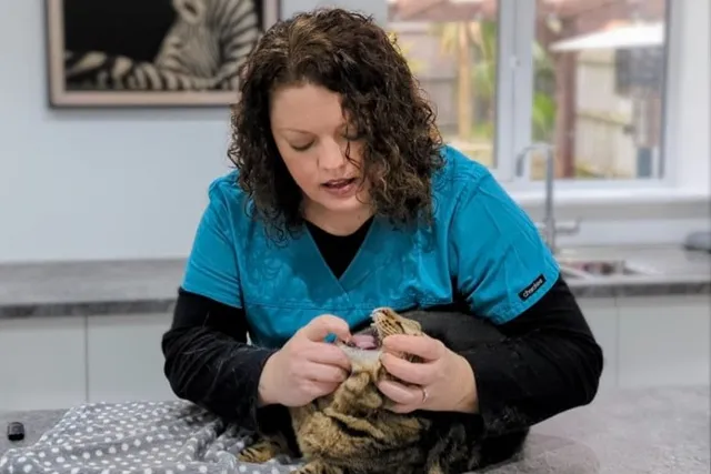 Cats Need Teeth, Don't They? Dr. Karyn the Vet vs Pet Owner